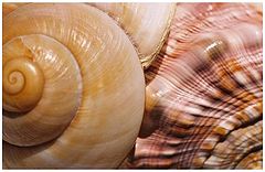 фото "Sea Shells"