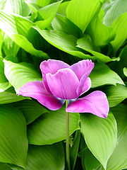 photo "Purple in Green"
