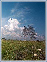 photo "Landscape with camomiles"