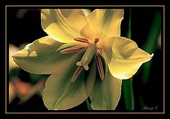 photo "Tulp"