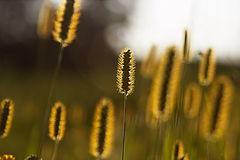 photo "Summer1"