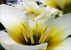 photo "Lilly"