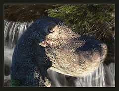 фото "В мире животных"