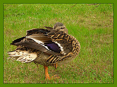 photo "Duck, spring motive."