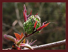 photo "Elder"