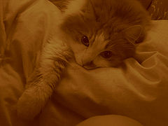 фотоальбом "My-My Cat"
