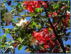 photo "Red and White..."