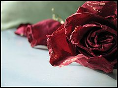 фото "Розы II."