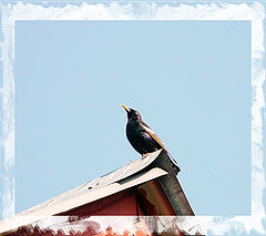 photo "----"