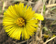 photo "Spring flower"