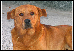 фото "Dog"