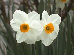 photo "Flower"