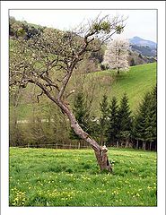 photo "Цветущие деревья"