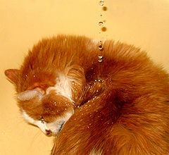 фото "it's time to have a bath"