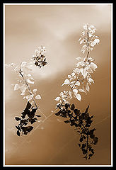 фото "Simply"