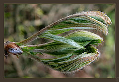 photo "Start of Life"