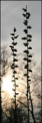 фото "y.f."