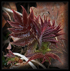 photo "Spring awakening of the nature"