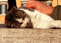 photo "Wild cat from Rome"