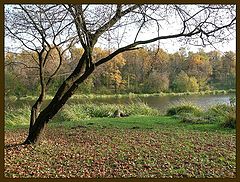 photo "Water and leaves"
