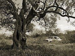 фото "Oldtimers"