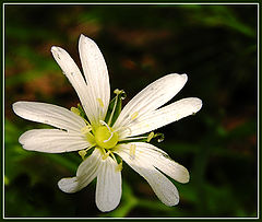 фото "Good morning"