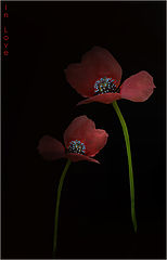 фото "In love..."