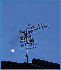 photo "birds and Moon"