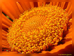 фото "Orange"