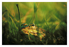 photo "Frog"