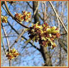 photo "Spring colors for waiting a summer..."