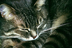 photo "Cat"