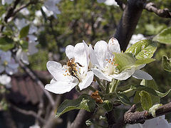 photo "Hard days for mr. Bee"