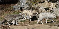 photo "Following the"