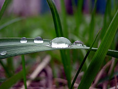 photo "Ladybirds"