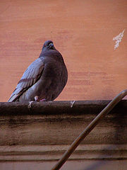 фото "Dove from Rome"