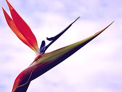 фото "Free Bird"