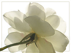 photo "Revers"