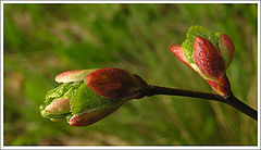 фото "Dews"