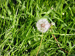 photo "Air mood"