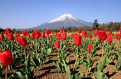 фото "Field of Red Tulips"
