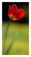 photo "red"