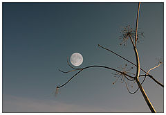 photo "sonate lunaire"