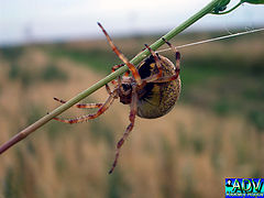 photo "Spider"