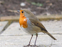 photo "ROBIN"