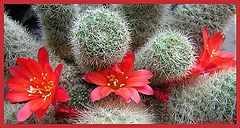 photo "Сactus"