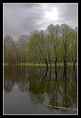 photo "water-meadow"