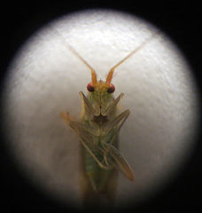photo "Bug"
