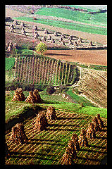 photo "field"
