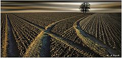 photo "l'arbre dans le champ"